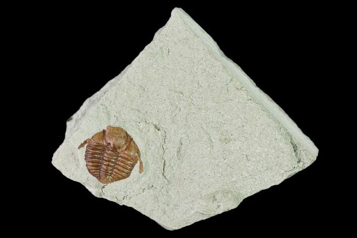 Ordovician Trilobite (Ampyxina) Fossil - Missouri #137244